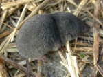 Soricidae
