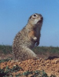 Spermophilus