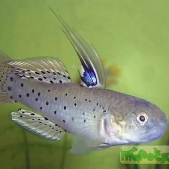 Stigmatogobius sadanundio