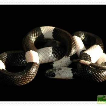 Lycodon subcinctus