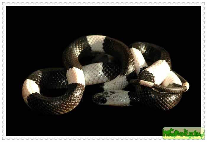 Lycodon subcinctus