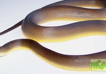 Liasis fuscus