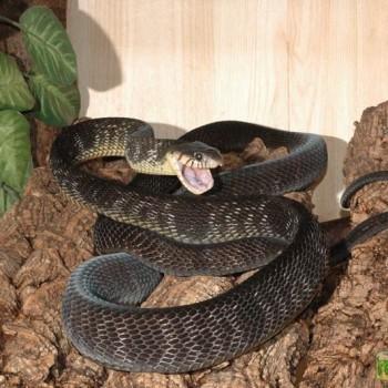 Boiga flavescens