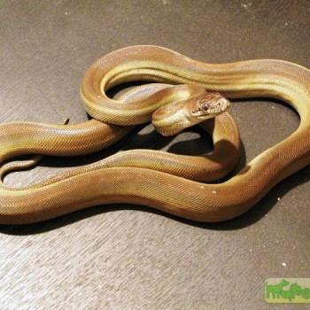 Apodora papuana