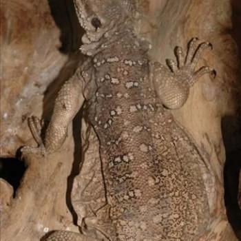Laudakia microlepis