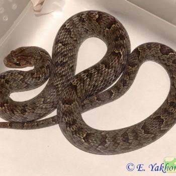Oligodon purpurascens