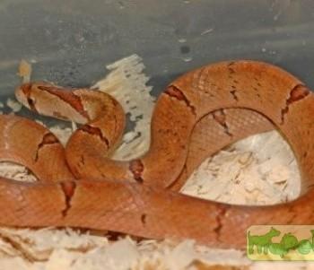 Oligodon barroni