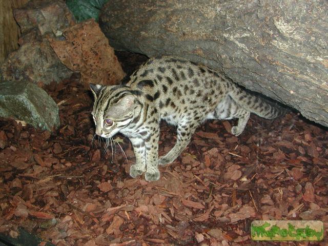 Бенгальская кошка