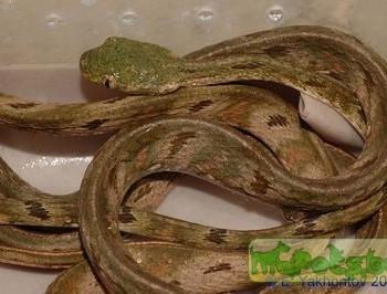 Boiga bengkuluensis