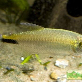 Brycinus longipinnis