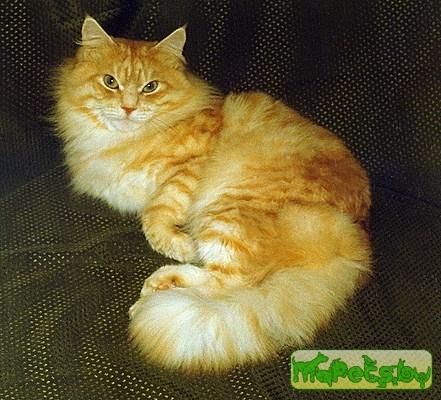 Сибирская кошка