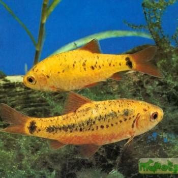 Capoeta semifasciolatus