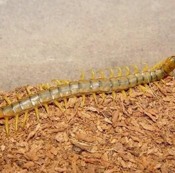 Scolopendra cf. cingulata