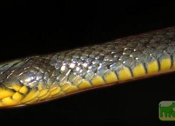 Natriciteres olivacea
