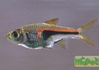 Rasbora hengeli