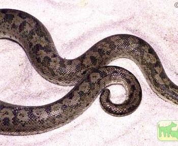 Eryx miliaris