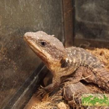 Teratoscincus keyzerlingii