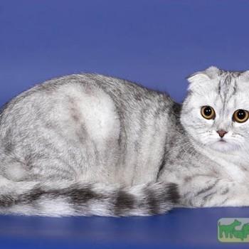 Шотландская вислоухая кошка