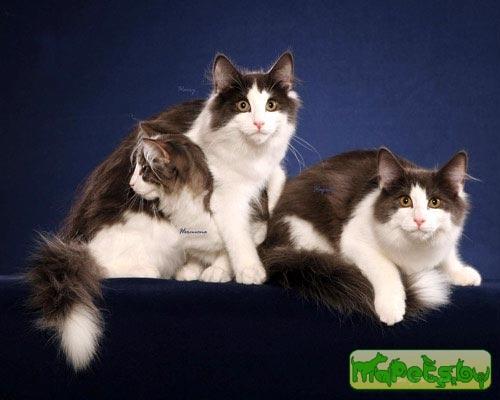 Норвежская лесная кошка