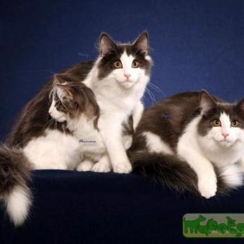 Норвежская лесная кошка