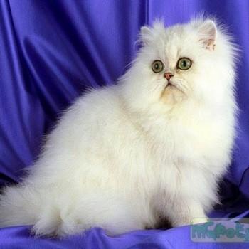 Персидская кошка