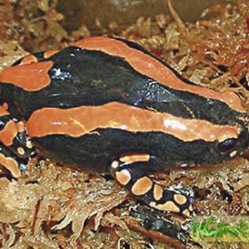 Phrynomerus bifasciatus