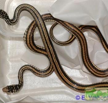 Xenochrophis vittatus