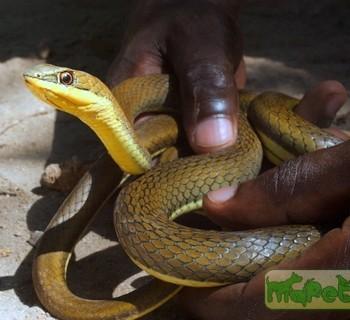 Psammophis orientalis