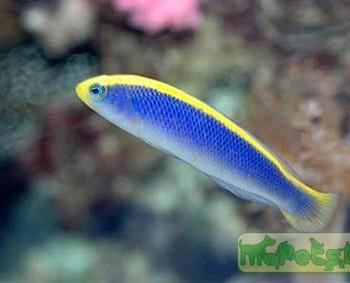 Pseudochromis flavivertex