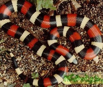 Lampropeltis triangulum arcifera