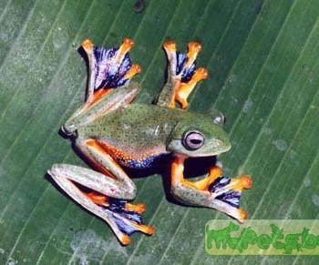 Rhacophorus reinwardti