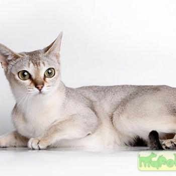 Сингапурская кошка