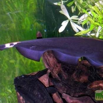 Apteronotus albifrons