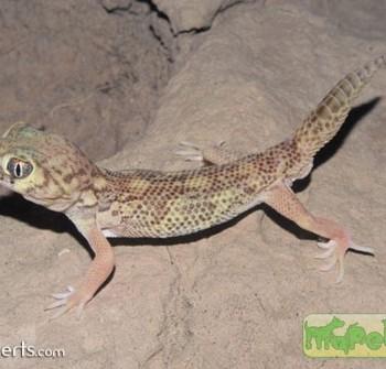 Teratoscincus bedriagai