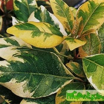 Pisonia