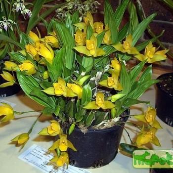 Lycaste
