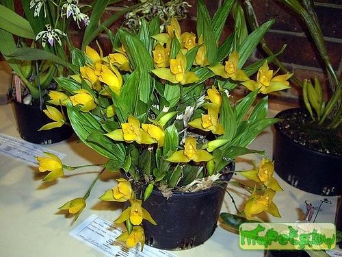 Lycaste