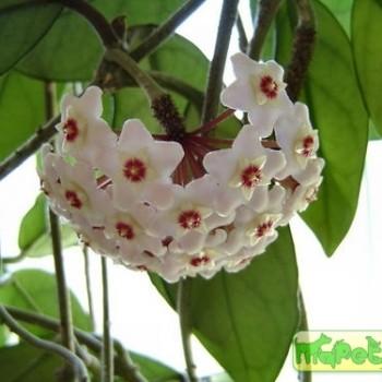 Hoya