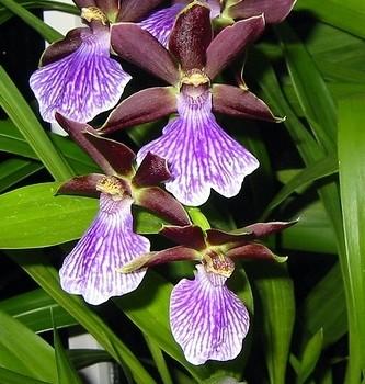 Zygopetalum
