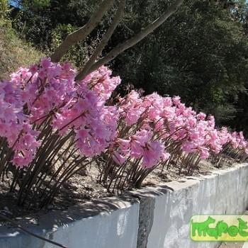 Amaryllis belladonna