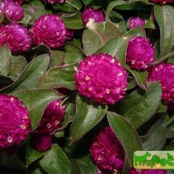Gomphrena