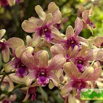Vanda
