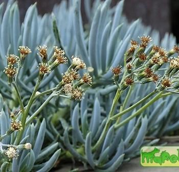 Senecio