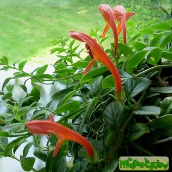 Columnea