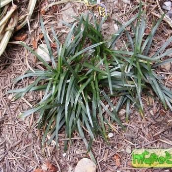 Ophiopogon Ker-Gawl.