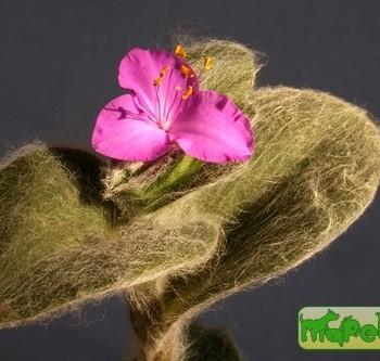 Tradescantia