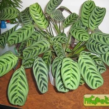 Ctenanthe Eichl.