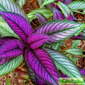 Strobilanthes
