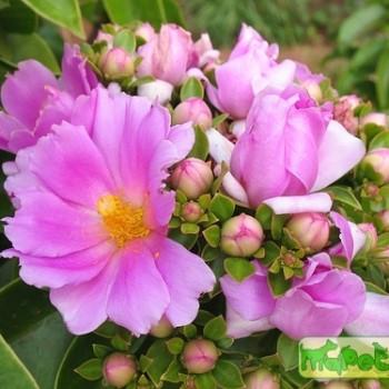 Pereskia