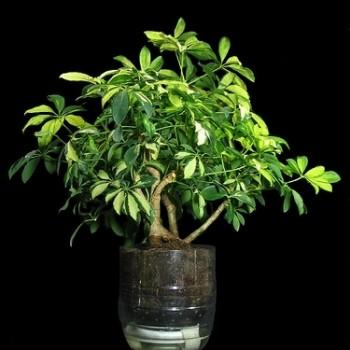 Schefflera